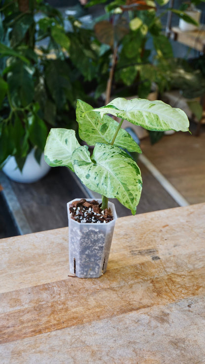 Syngonium Oregano