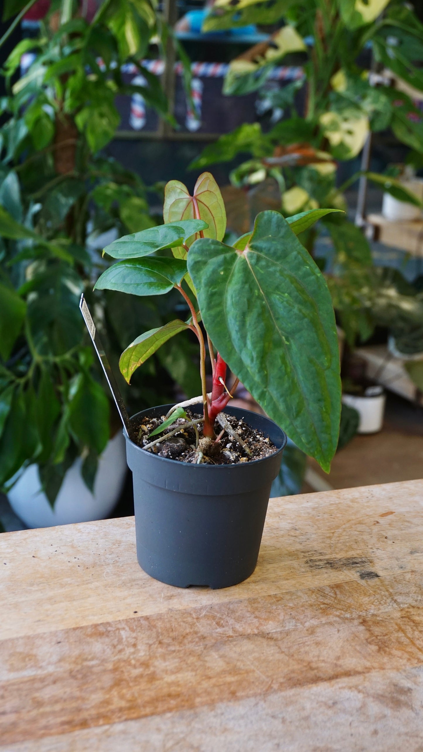 Anthurium Rvdp x Ralph Lynam S1