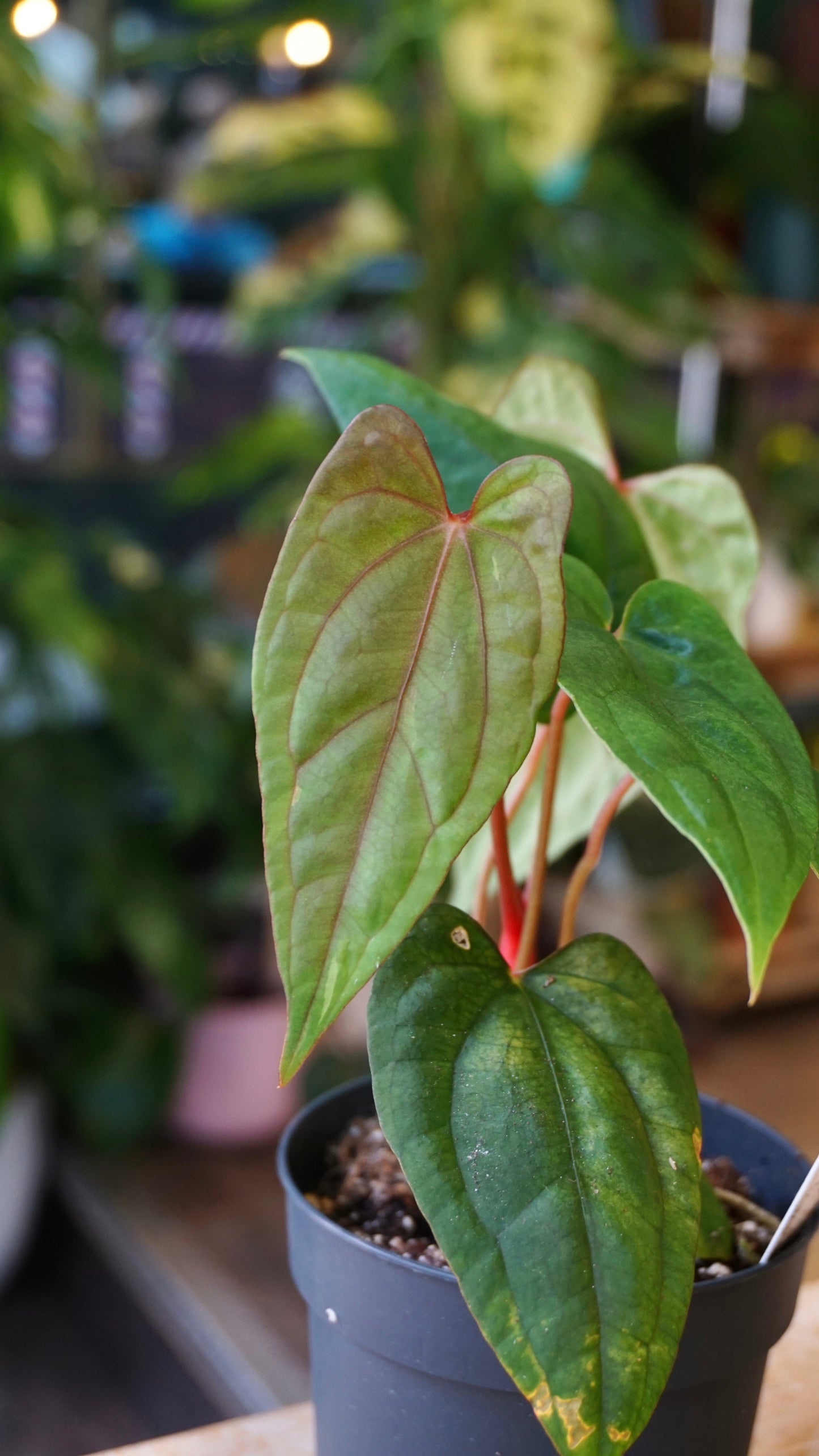 Anthurium Rvdp x Ralph Lynam S1