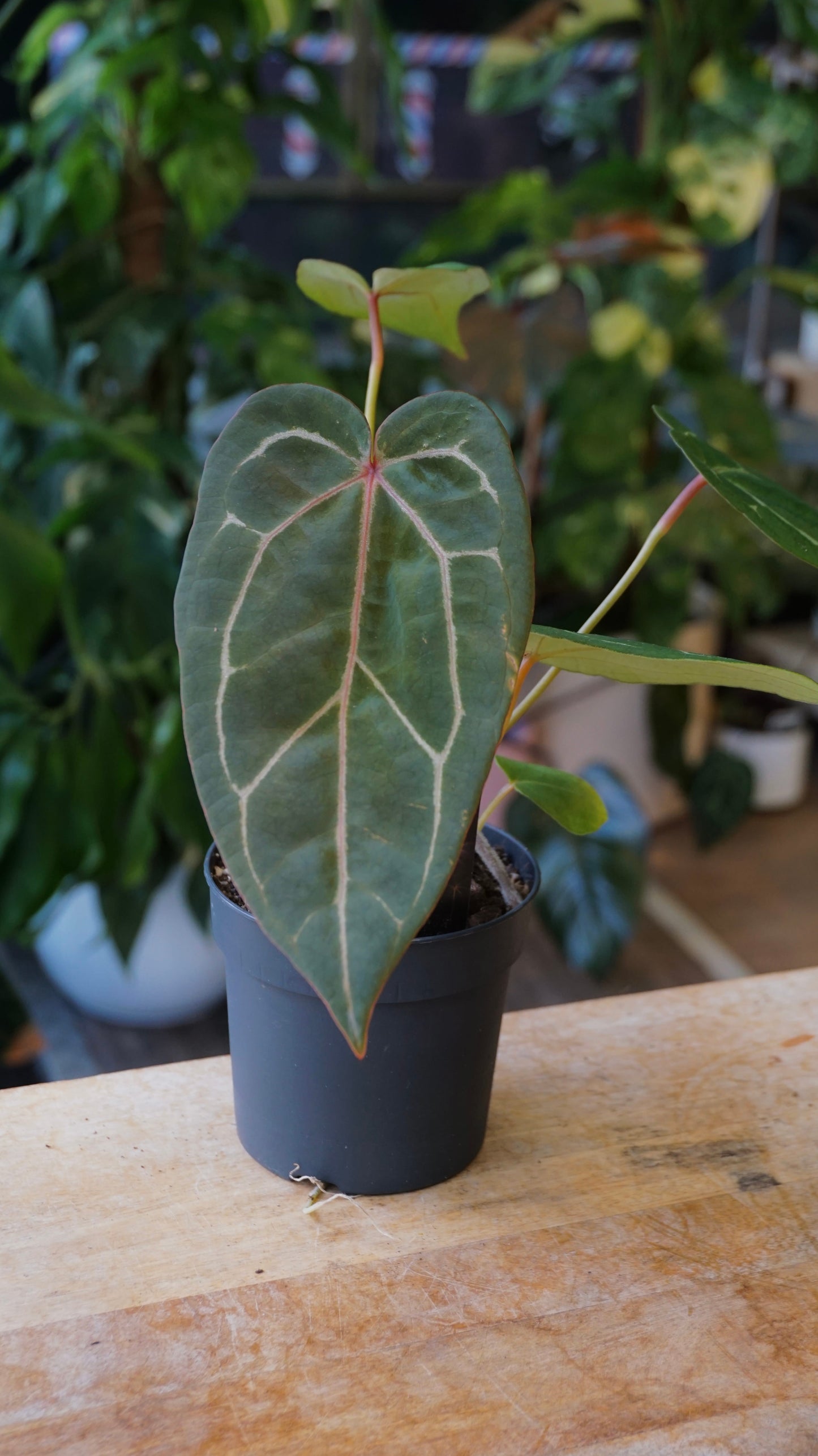 Anthurium Red Spider x (Michelle x Zara)