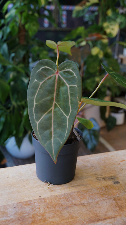Anthurium Red Spider x (Michelle x Zara)