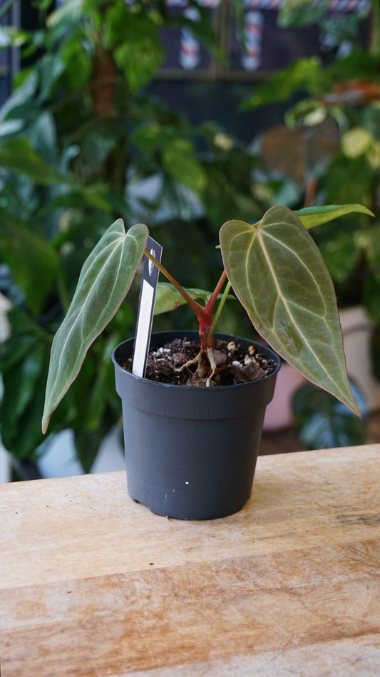 Anthurium NOID Demogorgon x Besseae Batarang