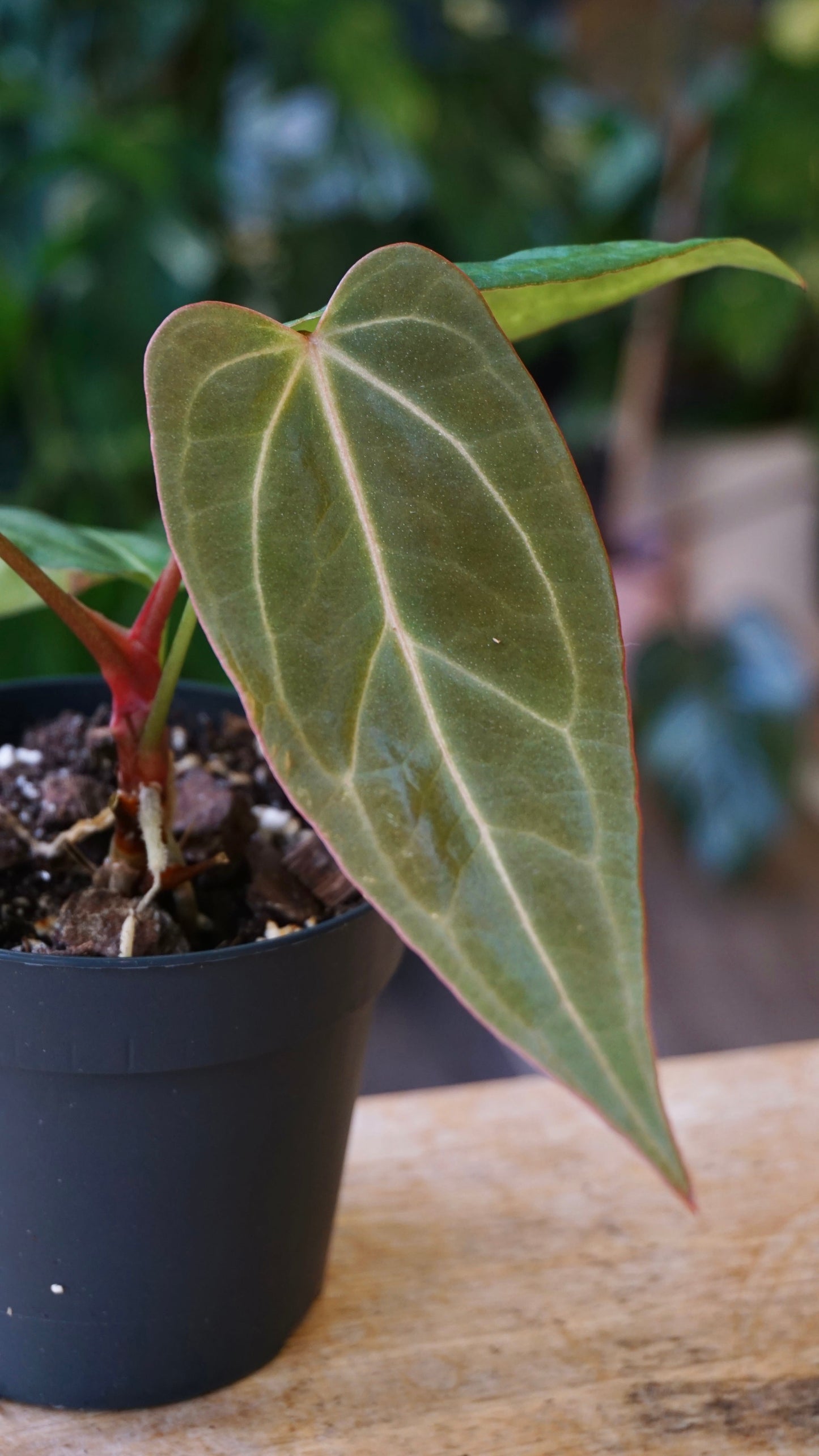 Anthurium NOID Demogorgon x Besseae Batarang