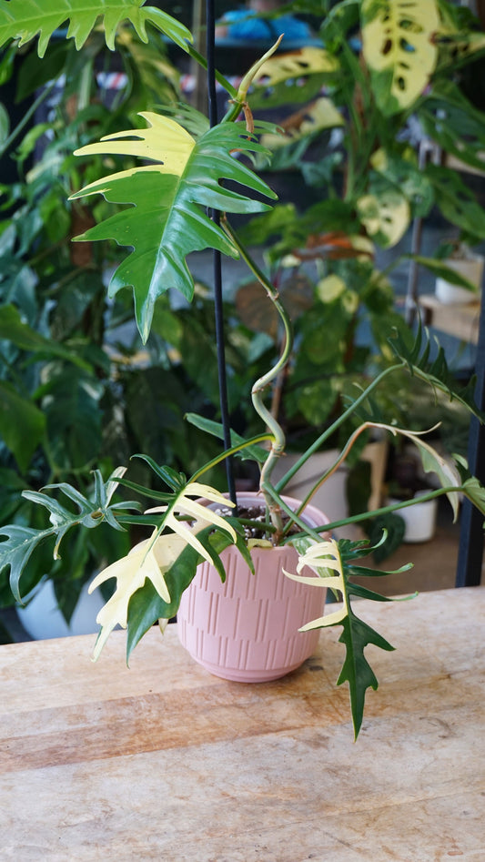 Philodendron Florida Beauty x Tortum Variegata studio plantes rares jungle jardinerie strasbourg rare plantes shop online pflanzen