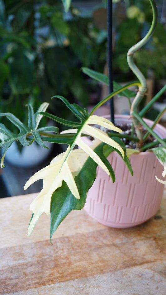 Philodendron Florida Beauty x Tortum Variegata studio plantes rares jungle jardinerie strasbourg rare plantes shop online pflanzen