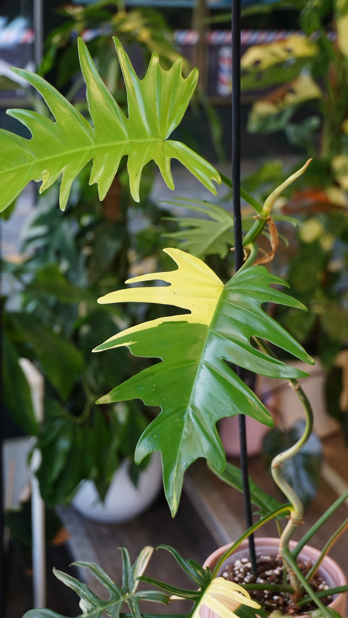 Philodendron Florida Beauty x Tortum Variegata studio plantes rares jungle jardinerie strasbourg rare plantes shop online pflanzen