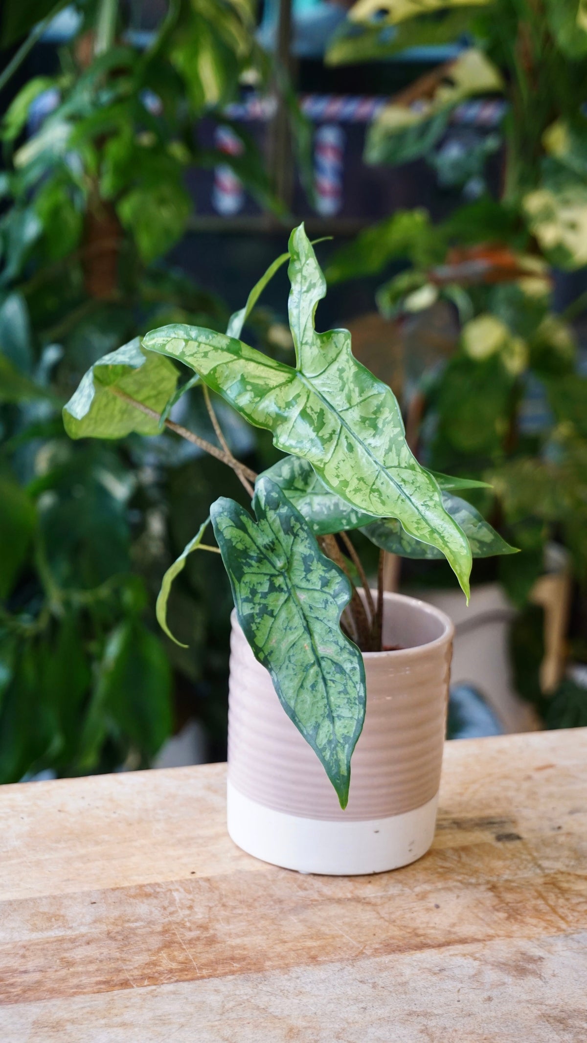Alocasia Shattered Glass chartered glace studio plantes rares jungle jardinerie strasbourg rare plant shop online pflanzen