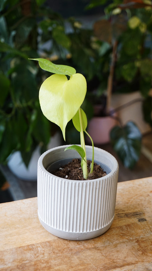 Monstera golden Lime Banana studio plantes rares jungle jardinerie strasbourg rare plant shop online pflanzen
