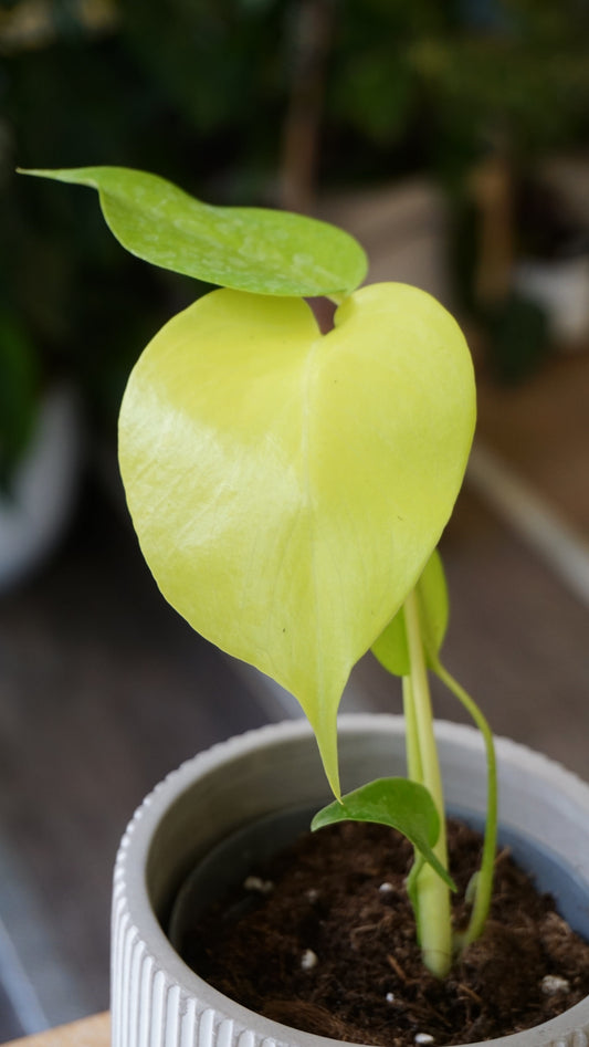 Monstera golden Lime Banana studio plantes rares jungle jardinerie strasbourg rare plant shop online pflanzen
