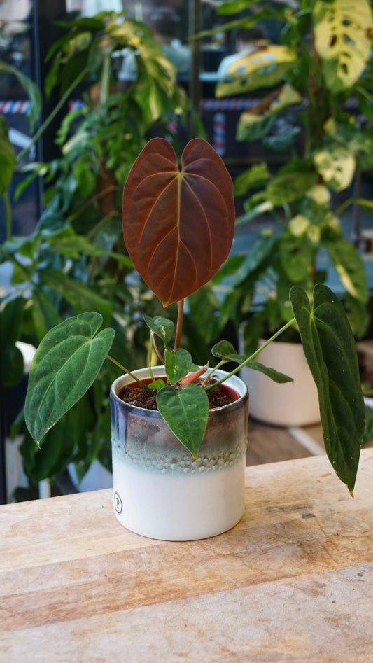 Anthurium Papillilaminum studio plantes rares jungle jardinerie strasbourg rare plant shop online pflanzen
