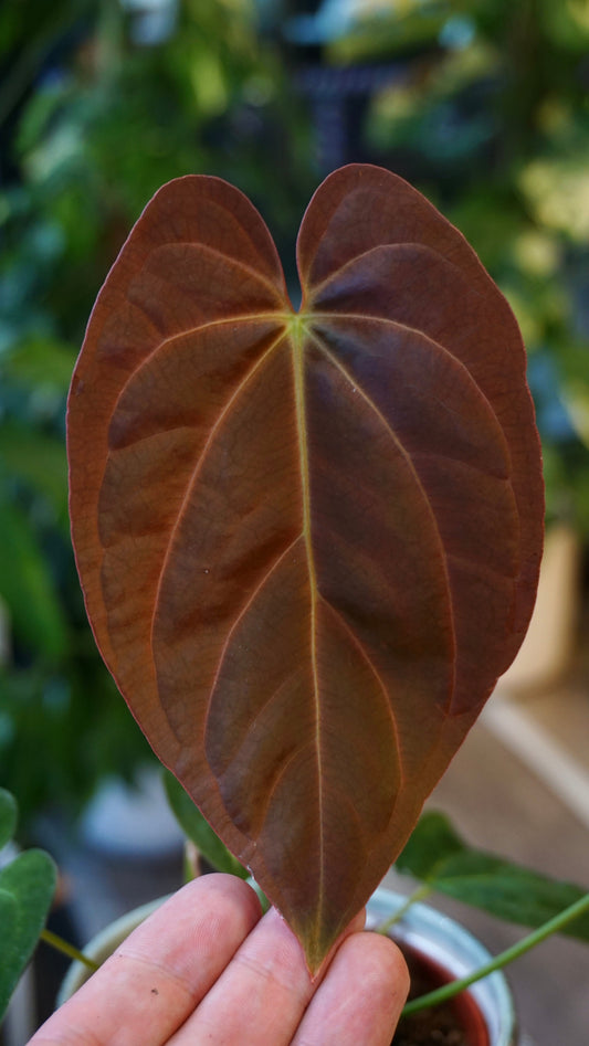 Anthurium Papillilaminum studio plantes rares jungle jardinerie strasbourg rare plant shop online pflanzen