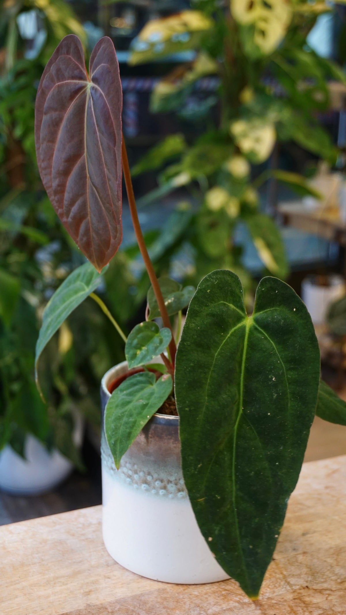 Anthurium Papillilaminum studio plantes rares jungle jardinerie strasbourg rare plant shop online pflanzen