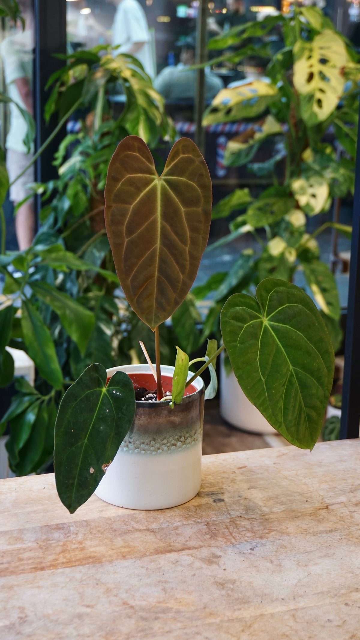 Anthurium Papillilaminum studio plantes rares jungle jardinerie strasbourg rare plant shop online pflanzen