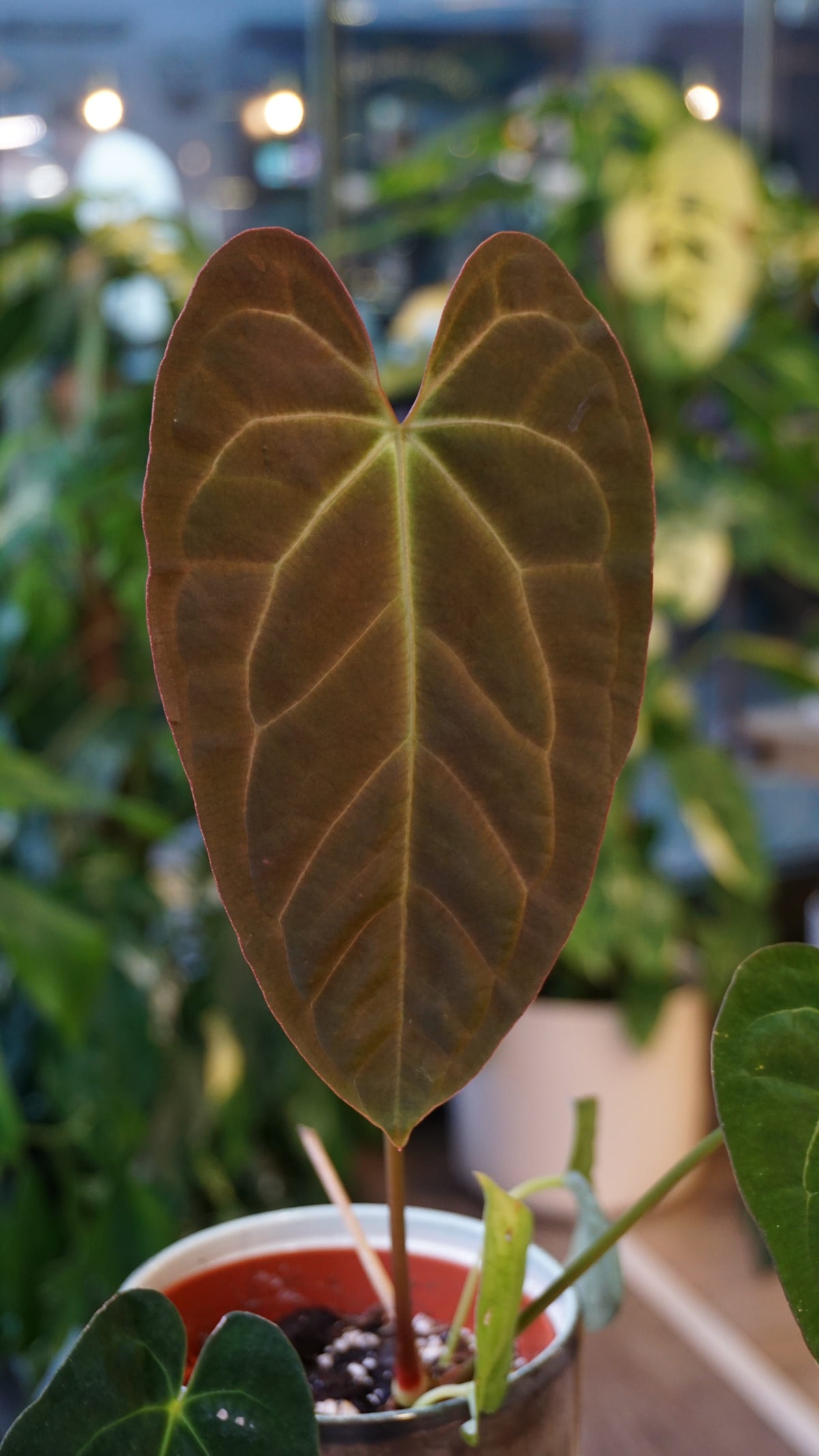 Anthurium Papillilaminum studio plantes rares jungle jardinerie strasbourg rare plant shop online pflanzen