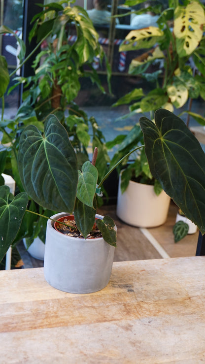 Anthurium Papillilaminum studio plantes rares jungle jardinerie strasbourg rare plant shop online pflanzen