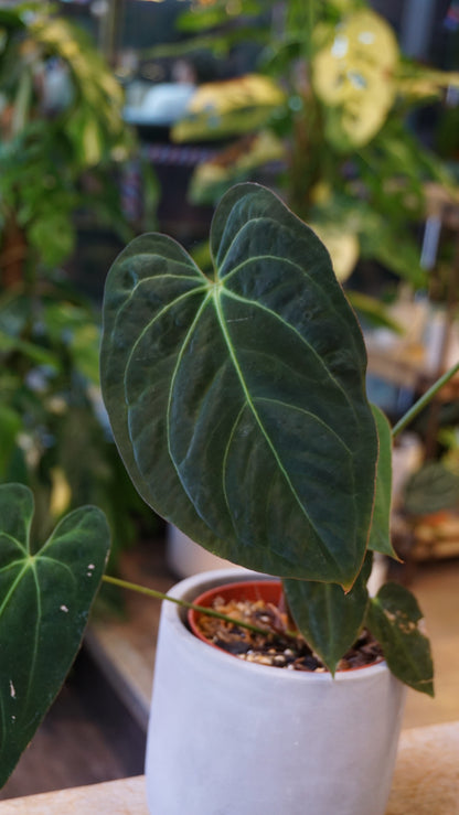 Anthurium Papillilaminum studio plantes rares jungle jardinerie strasbourg rare plant shop online pflanzen