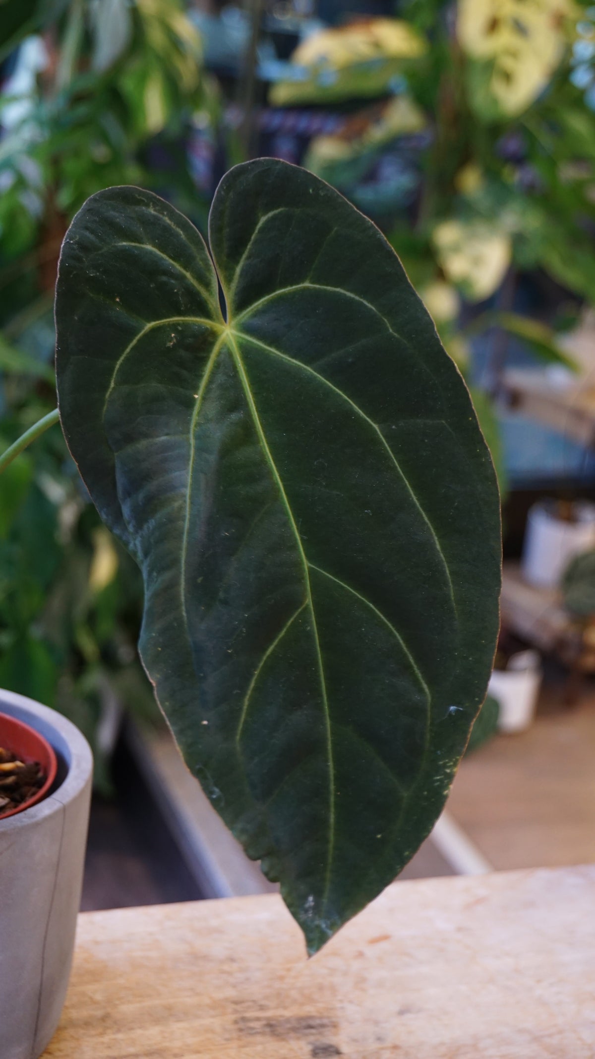 Anthurium Papillilaminum