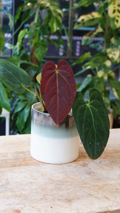 Anthurium Papillilaminum