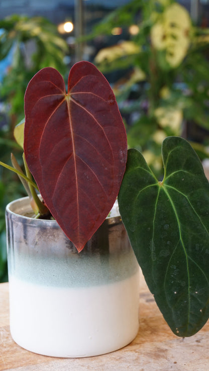 Anthurium Papillilaminum