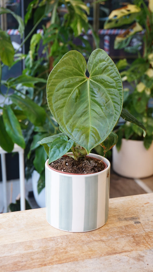 Anthurium NOID