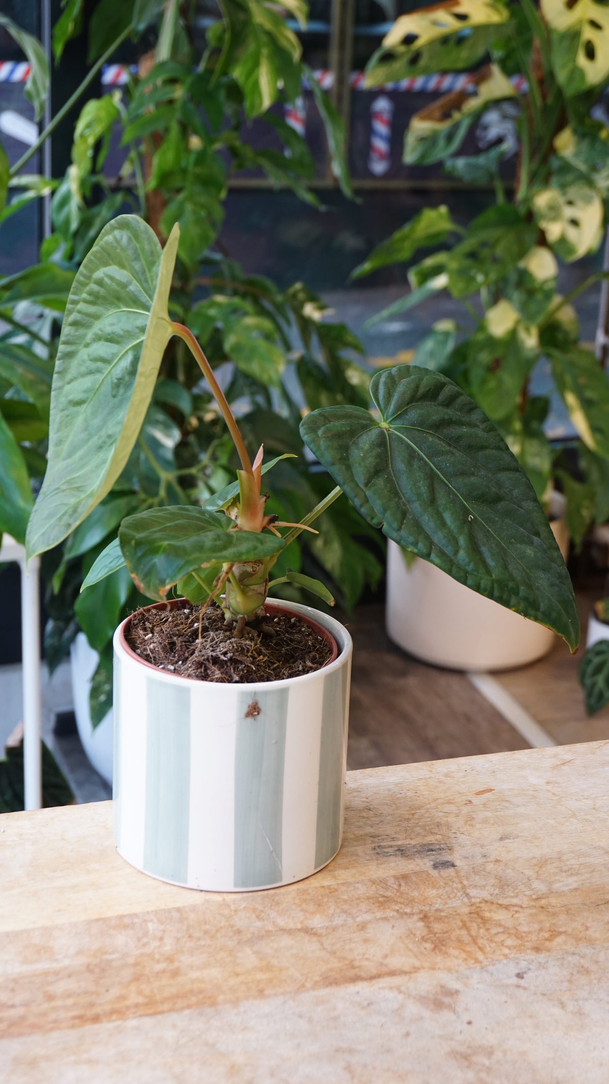 Anthurium NOID