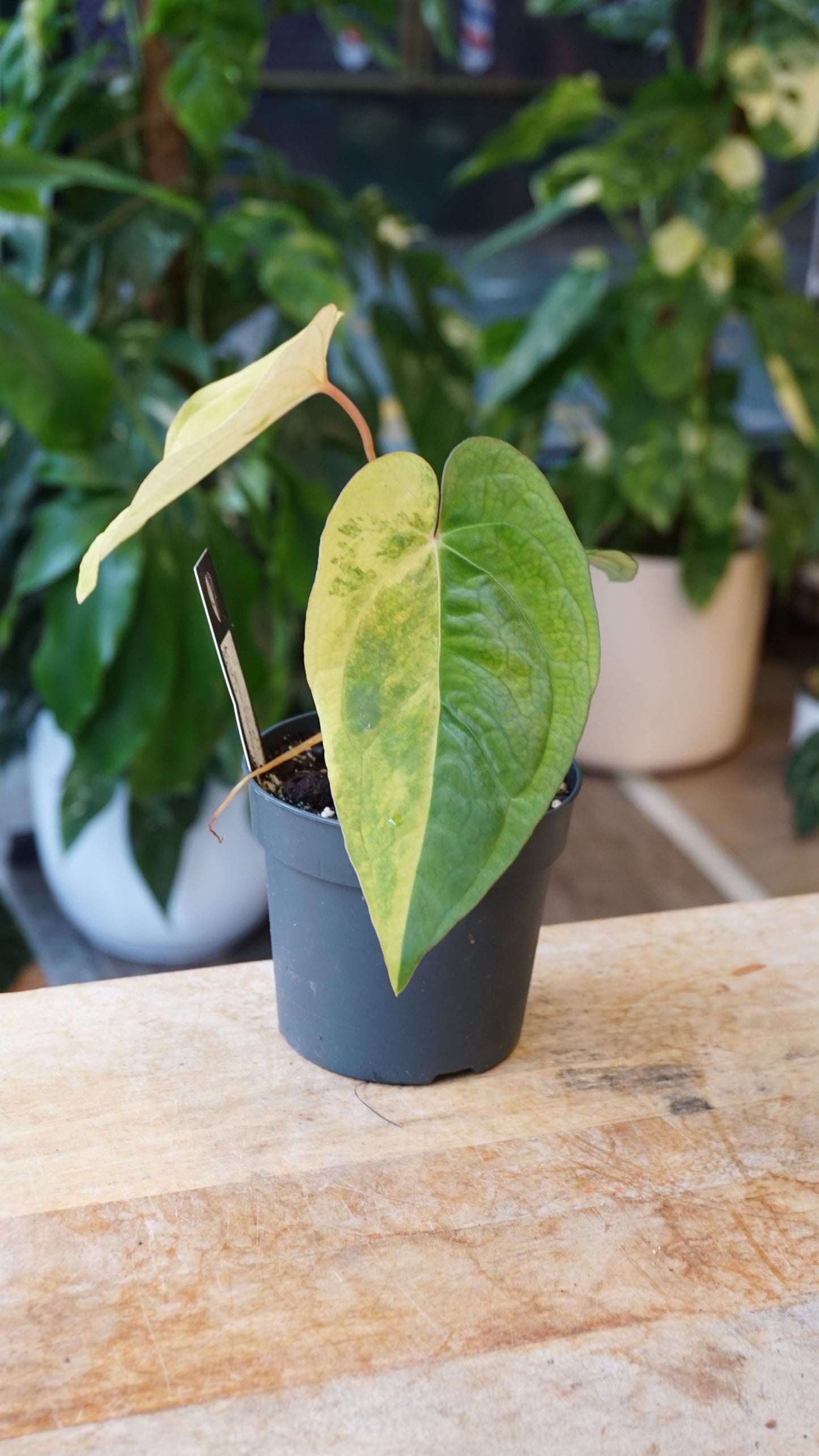 Anthurium Papillilaminum Variegata x Midnight Velvet the lonely sanctuary x studio plantes rares jungle jardinerie strasbourg rare plant shop online pflanzen