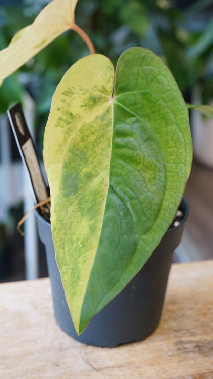 Anthurium Papillilaminum Variegata x Midnight Velvet the lonely sanctuary x studio plantes rares jungle jardinerie strasbourg rare plant shop online pflanzen