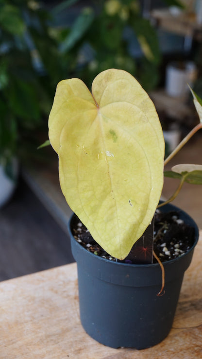 Anthurium Papillilaminum Variegata x Midnight Velvet the lonely sanctuary x studio plantes rares jungle jardinerie strasbourg rare plant shop online pflanzen