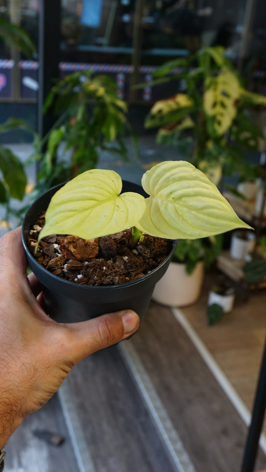 Philodendron Mamei Variegata mint studio plantes rares jungle jardinerie strasbourg rare plant shop online pflanzen
