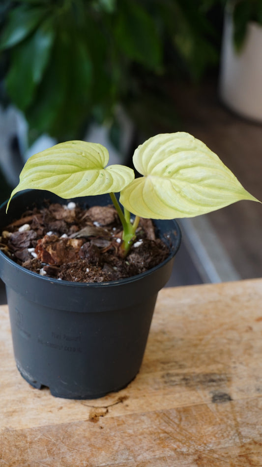 Philodendron Mamei Variegata mint studio plantes rares jungle jardinerie strasbourg rare plant shop online pflanzen