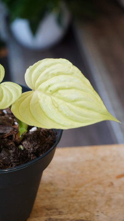 Philodendron Mamei Variegata mint studio plantes rares jungle jardinerie strasbourg rare plant shop online pflanzen