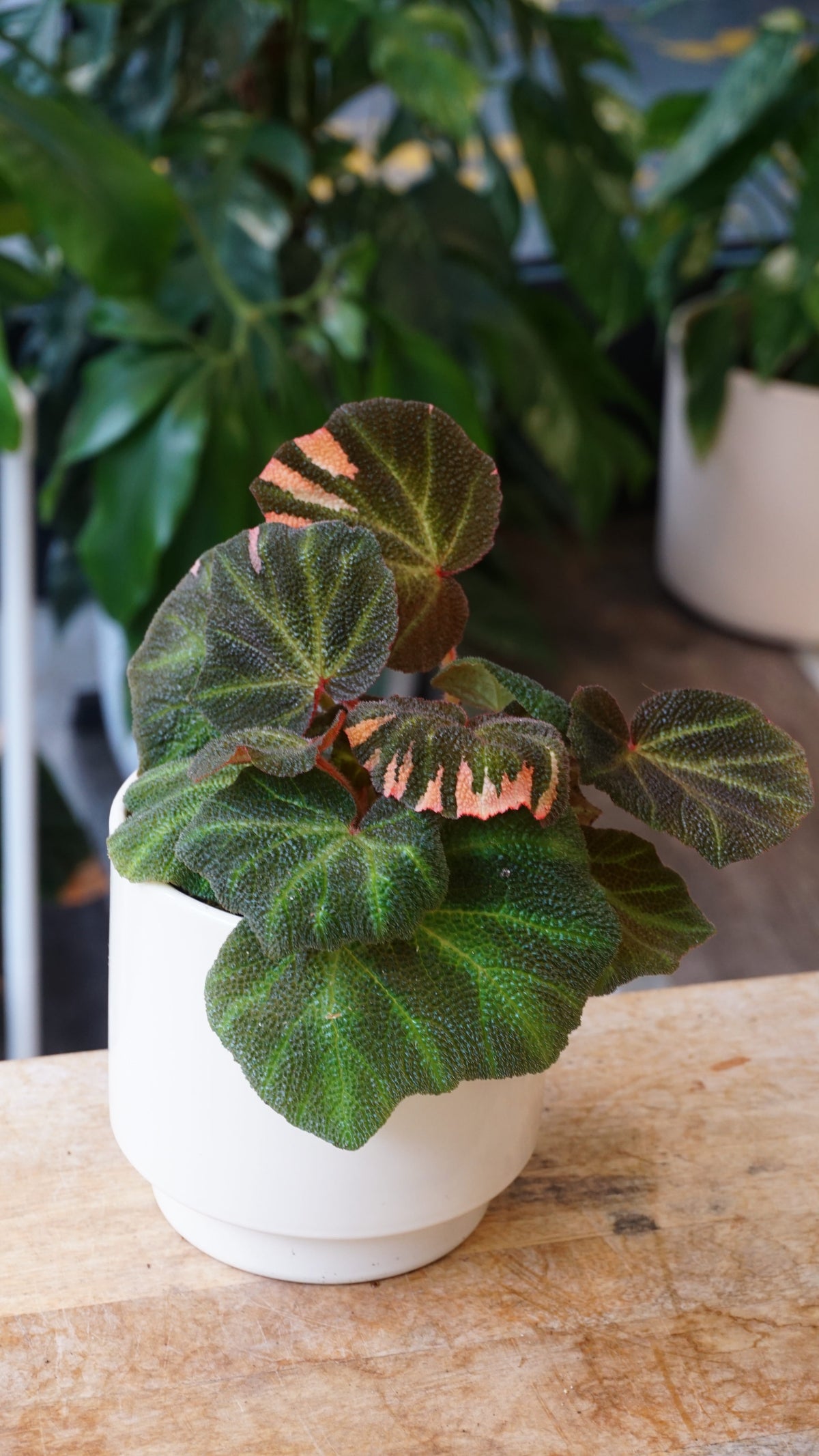 Begonia Soli Mutata Variegata studio plantes rares jungle jardinerie strasbourg rare plant shop online pflanzen