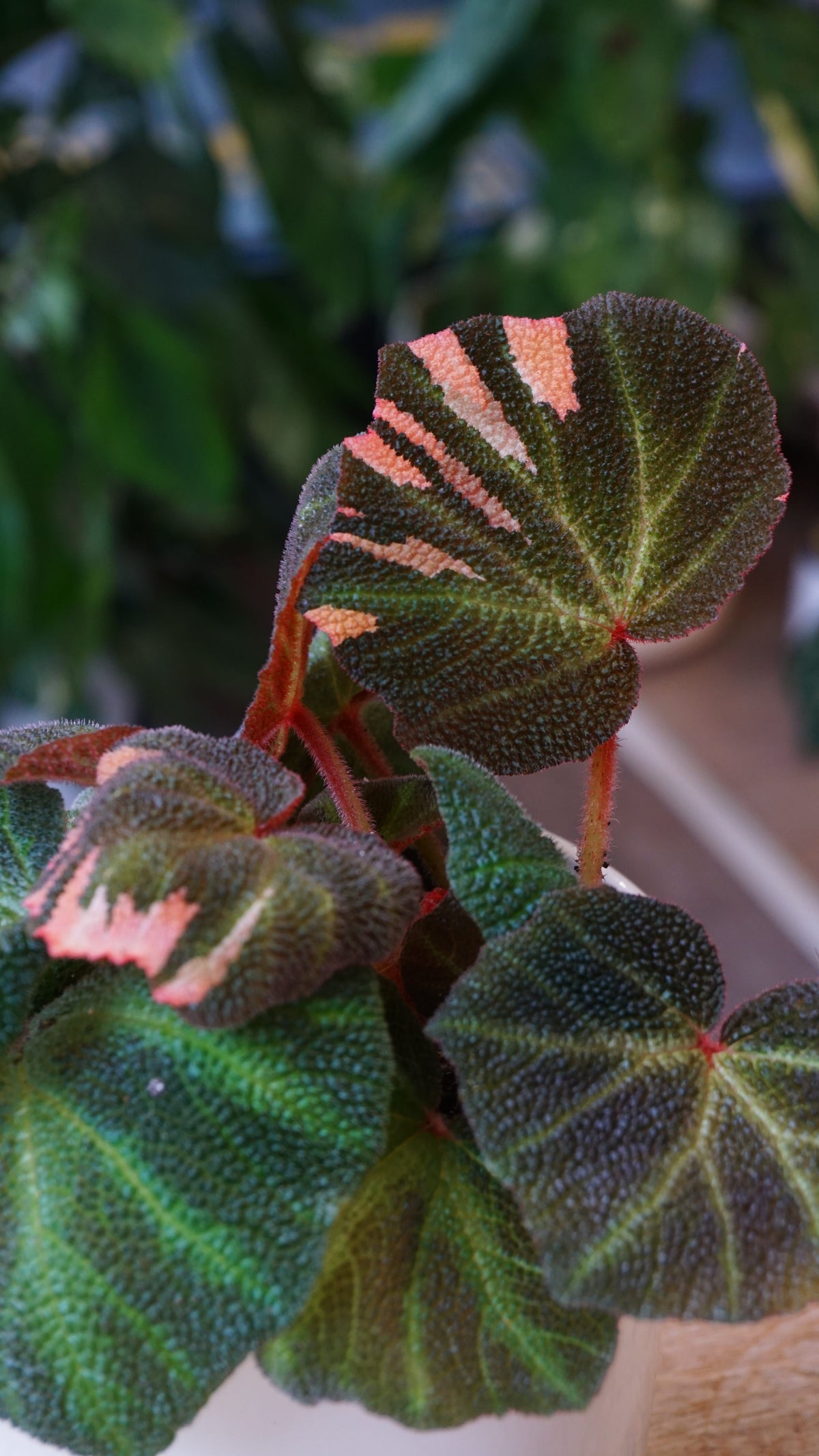 Begonia Soli Mutata Variegata studio plantes rares jungle jardinerie strasbourg rare plant shop online pflanzen