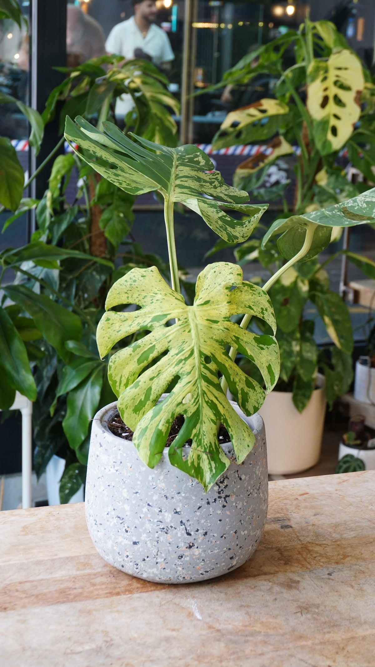 Monstera Bulbasaur mature studio plantes rares jungle jardinerie strasbourg rare plant shop online pflanzen