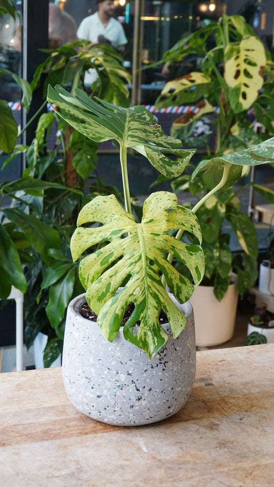 Monstera Bulbasaur mature studio plantes rares jungle jardinerie strasbourg rare plant shop online pflanzen