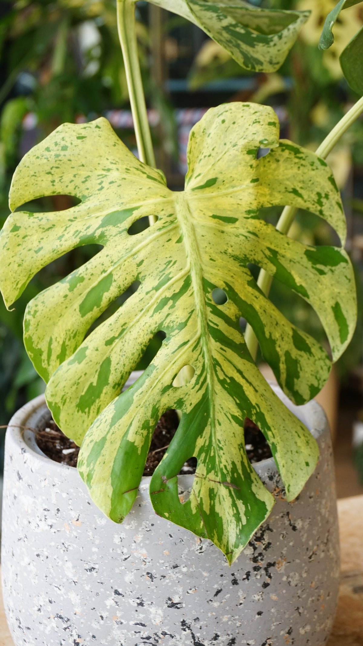 Monstera Bulbasaur mature studio plantes rares jungle jardinerie strasbourg rare plant shop online pflanzen