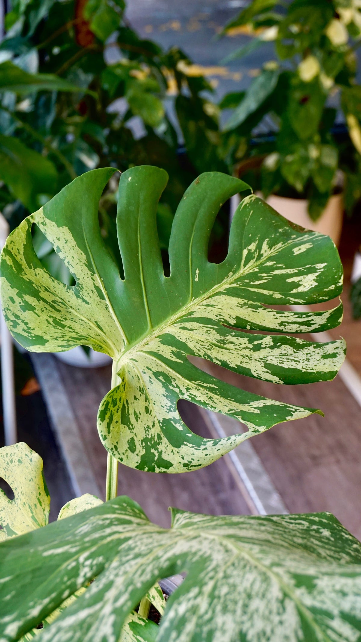 Monstera Bulbasaur mature studio plantes rares jungle jardinerie strasbourg rare plant shop online pflanzen