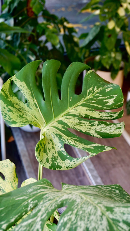 Monstera Bulbasaur mature studio plantes rares jungle jardinerie strasbourg rare plant shop online pflanzen