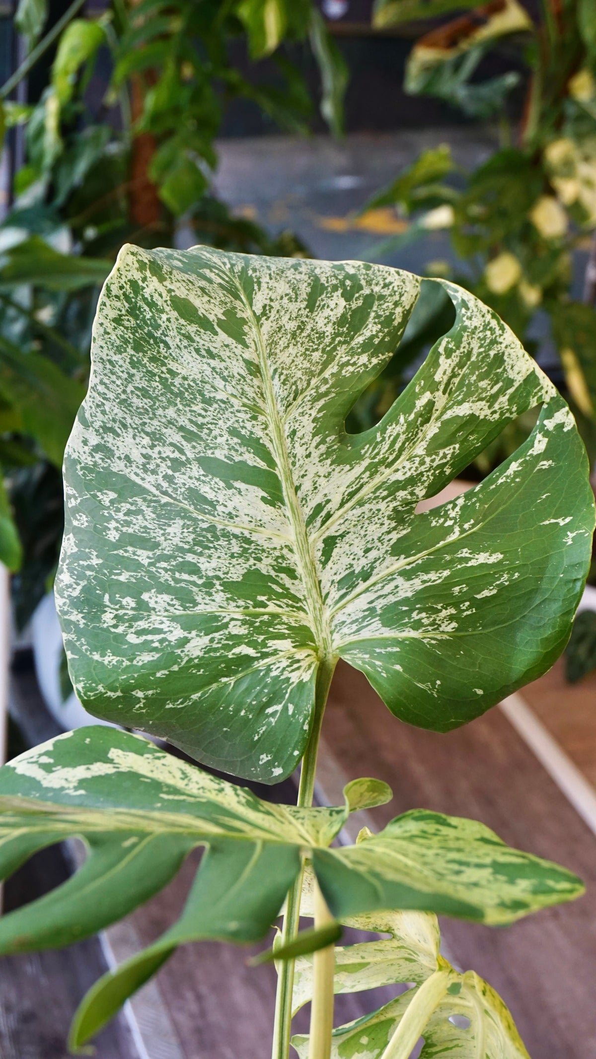 Monstera Bulbasaur mature studio plantes rares jungle jardinerie strasbourg rare plant shop online pflanzen