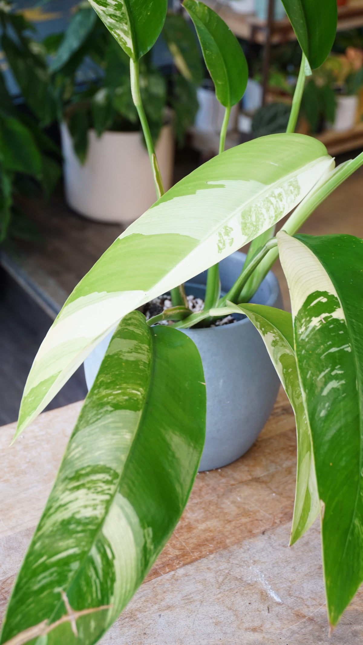 Epipremnum Giganteum White Pearl