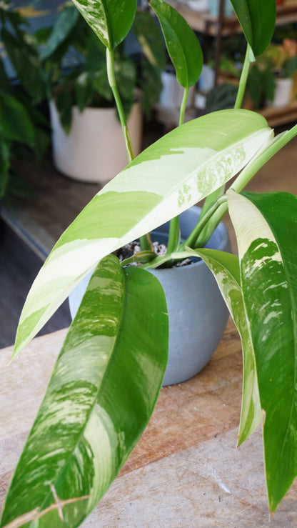 Epipremnum Giganteum White Pearl