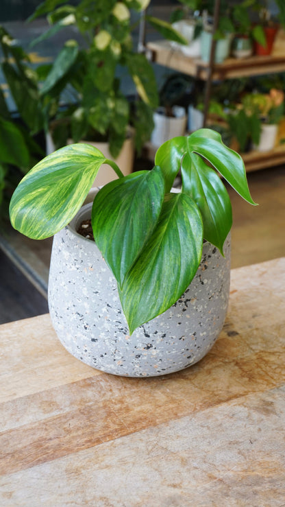 Rhaphidophora Decursiva aurea Variegata studio plantes rares jungle jardinerie strasbourg rare plant shop online pflanzen