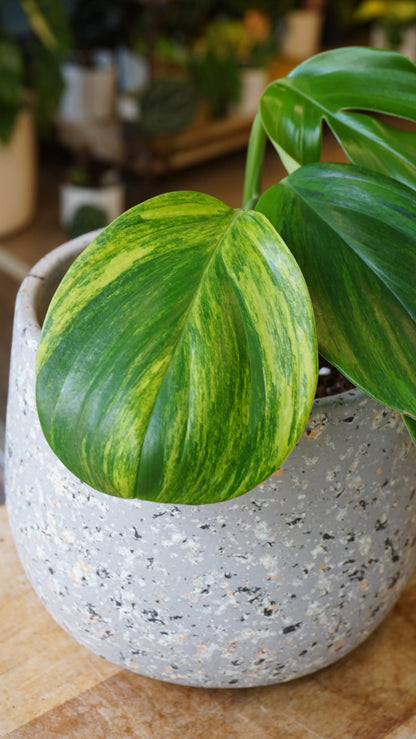 Rhaphidophora Decursiva aurea Variegata studio plantes rares jungle jardinerie strasbourg rare plant shop online pflanzen