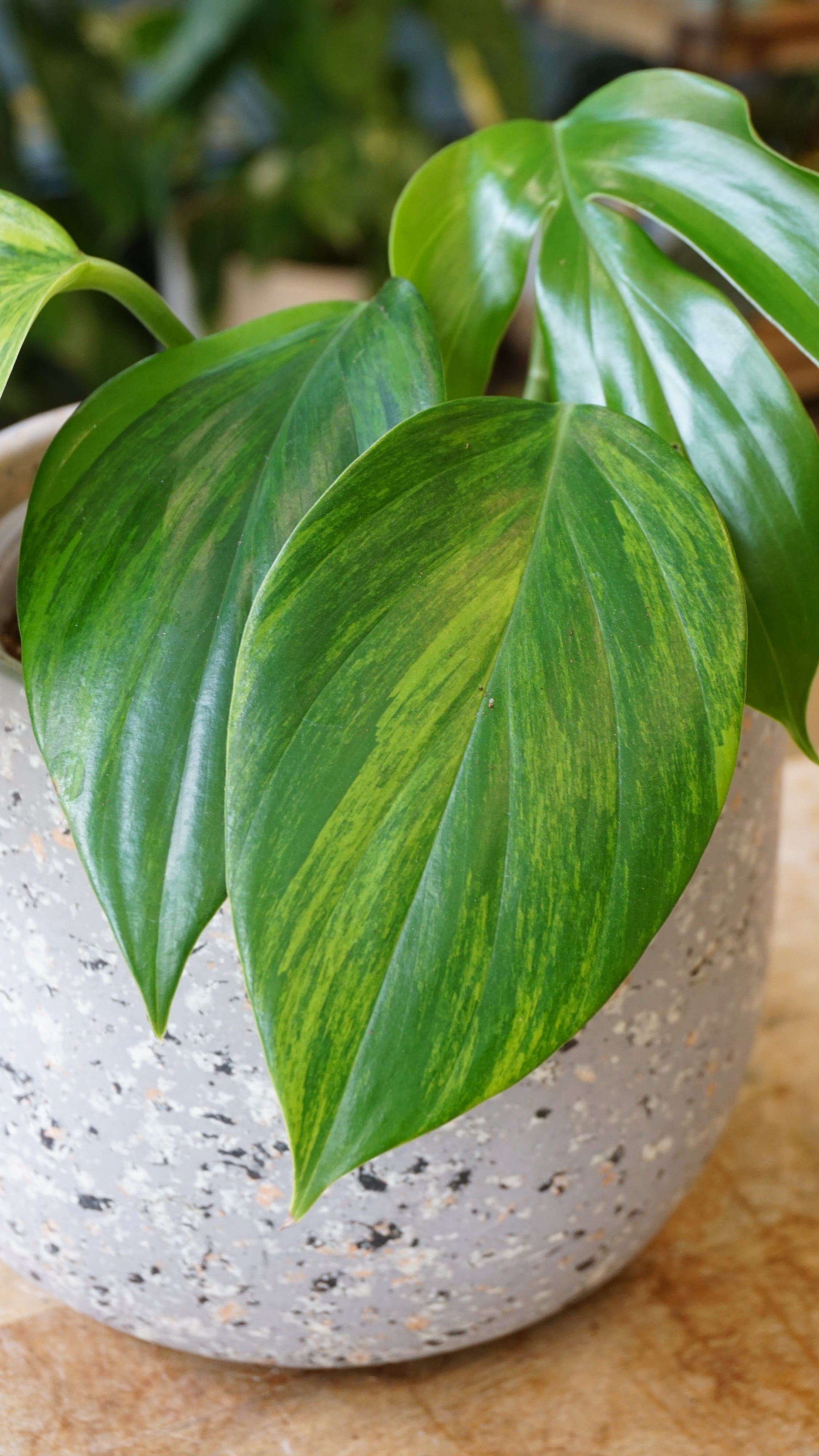 Rhaphidophora Decursiva aurea Variegata studio plantes rares jungle jardinerie strasbourg rare plant shop online pflanzen
