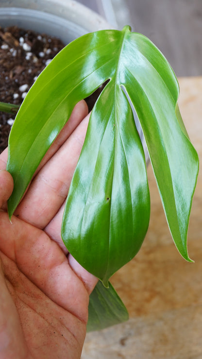 Rhaphidophora Decursiva aurea Variegata studio plantes rares jungle jardinerie strasbourg rare plant shop online pflanzen