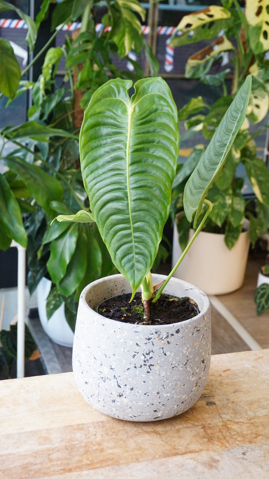 Anthurium Veitchii