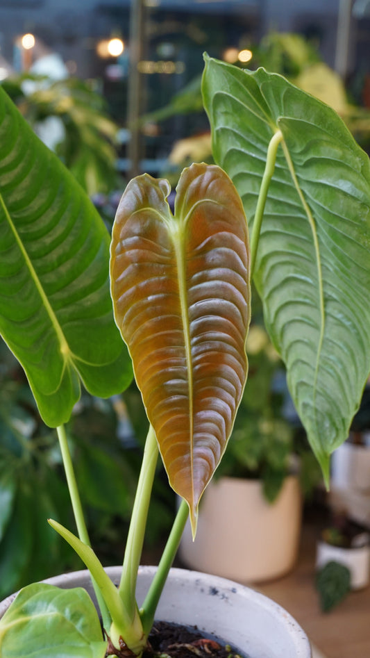 Anthurium Veitchii