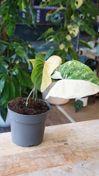 Philodendron Gloriosum variegata Tricolore studio plantes rares jungle jardinerie strasbourg rare plant shop online pflanzen