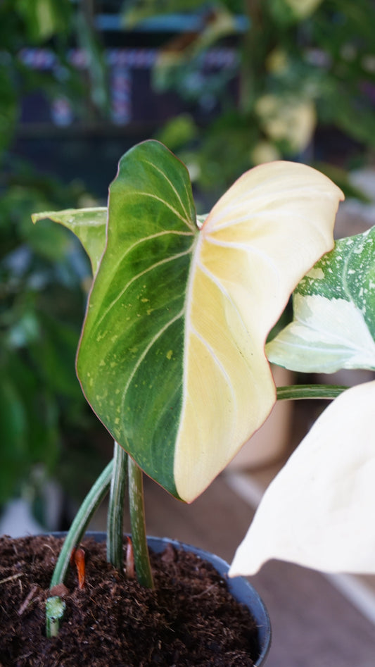 Philodendron Gloriosum variegata Tricolore studio plantes rares jungle jardinerie strasbourg rare plant shop online pflanzen