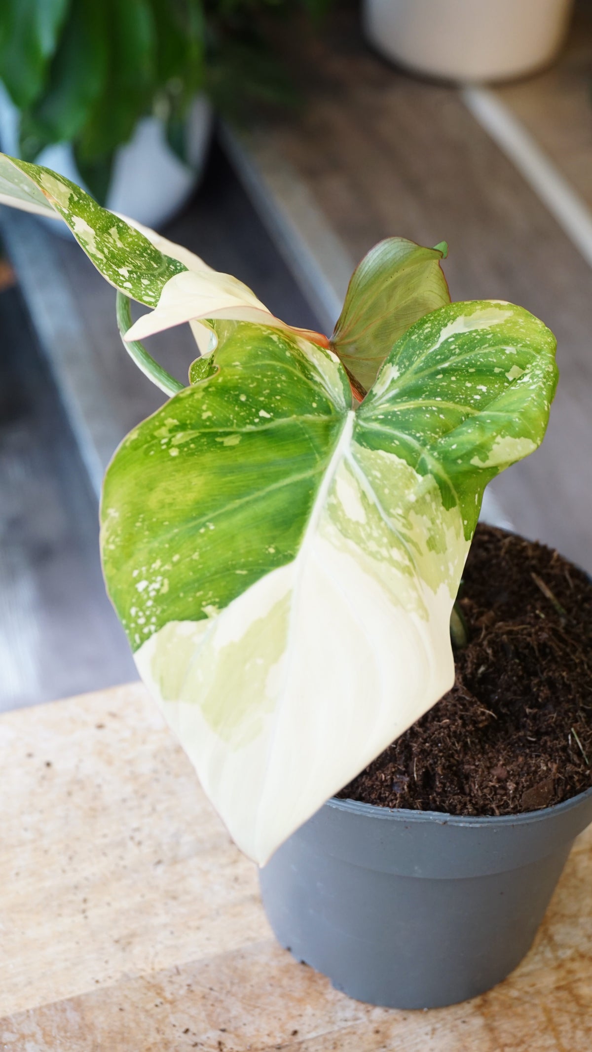 Philodendron Gloriosum variegata Tricolore studio plantes rares jungle jardinerie strasbourg rare plant shop online pflanzen